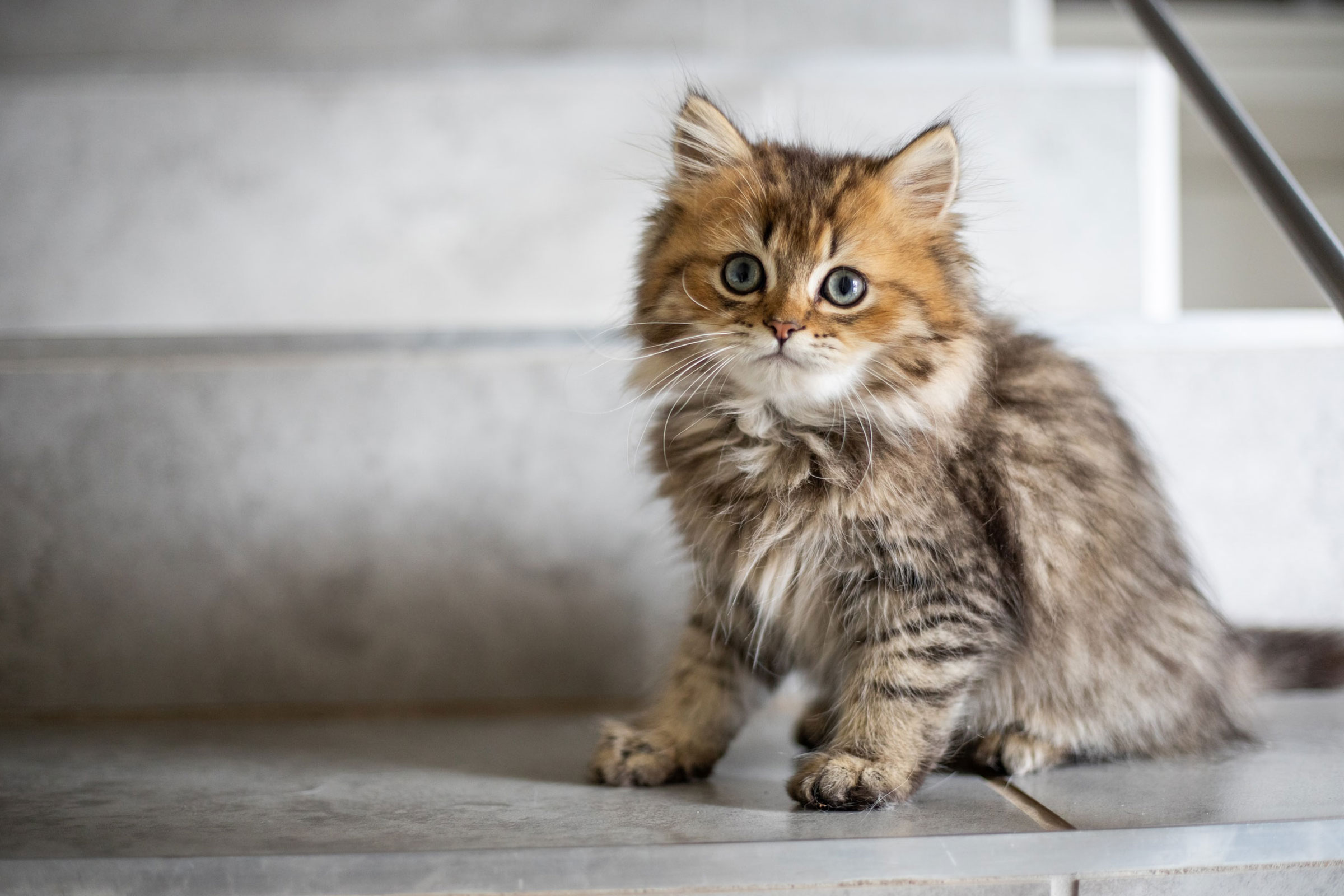 如何选择最好最适合的猫粮？