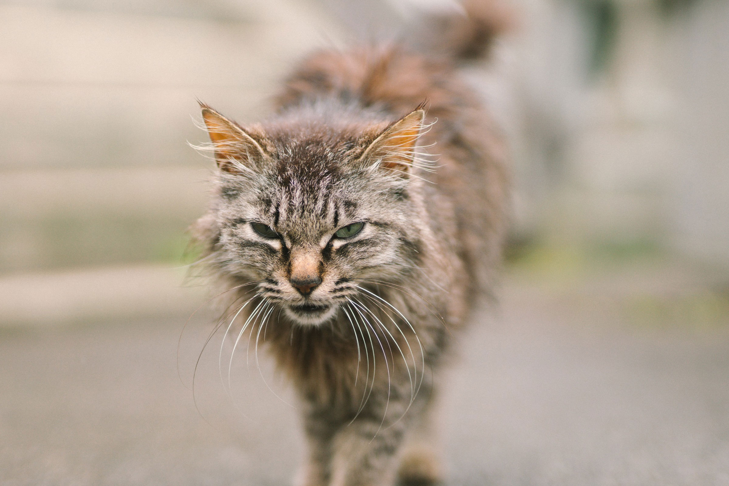 猫为什么喜欢高高的地方？